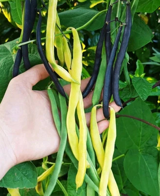 Stangenbohnen Mischung 30 Samen Bohnensamen Grün, Gelb, Violett Ertragreich - Bild 1 von 4