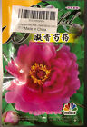 Herbaceous peony (Baihua flower) seeds - 3 bags of 5 seeds