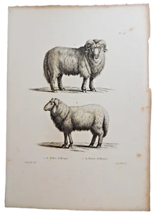 Gravure sur cuivre de Huet XVIIIe. Le Bélier et la Brebis d'Afrique - Foto 1 di 1