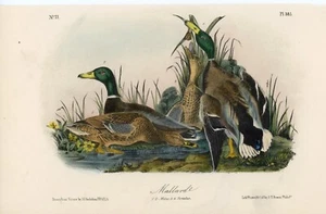 Audubon Mallard Plate 385 - Authentic Birds Of America Lockwood Edition - Picture 1 of 3