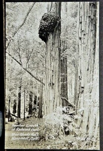 Muir Woods National Monument CA Echtfoto Postkarte Wurzelholz wächst auf Redwood Baum - Bild 1 von 1