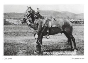 Postcard Montana Little Bighorn "Comanche" Co. 1, Capt Myles Keogh's Horse MNT - Picture 1 of 1