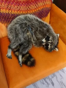 Cute Raccoon Taxidermy Mount - Picture 1 of 2