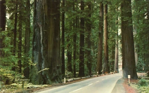 10077 Postcard: Along the Redwood Highway, California - Picture 1 of 2