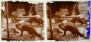 Fuchs.Fuchs.Tiere.Tier.Animals.Stereoansicht auf Glas 6x13cm.Glass Stereo view. - Bild 1 von 1