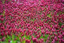 Inkarnatklee Blutklee Rosen Klee Großpackung Trifolium incarnatum 🐝+6000 Samen