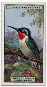 OGDENS CIGARETTE CARD FOREIGN BIRDS 1924  N0. 26. RUBY-THROATED HUMMING-BIRD