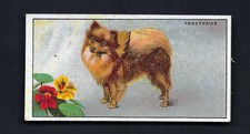 DRAPKIN - DOGS AND THEIR TREATMENT - #11  POMERANIAN