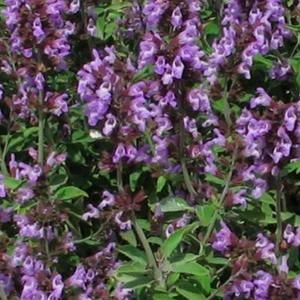 Greek Mint Sage Salvia fruticosa / triloba purple flowered mint sage plant - Picture 1 of 4