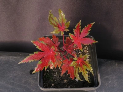 Seed-Grown Acer Palmatum 'Shirasawanum Palmatifolium' Japanese Maple Tree - Image 1 of 4