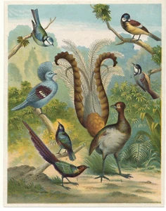 1886 McLoughlin Lyre, Crowned Pigeon, Starling, Boat Tail Small Bird Print - Picture 1 of 1