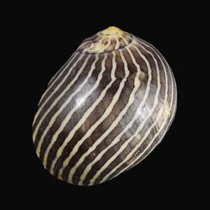 VITINA COROMANDELIANA (Mindanao, Filipinas) 15,2 mm #46986 - Imagen 1 de 4
