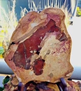 PETRIFIED WOOD POLISHED SLAB FROM CHINCHILLA 148 X 132 X 34 MM 734 G - Picture 1 of 14