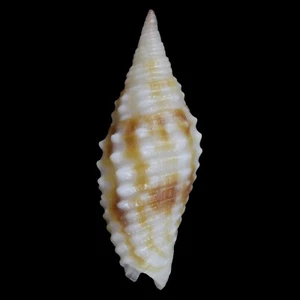 MITRA (Imbricaria) Verucosa (Palawan, Philippinen) 11,3mm #47633 - Bild 1 von 3