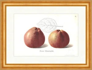Roter Eiserapfel Streifling Apfelsorte Äpfel Pomologie Obstsorten 47 Gerahmt - Bild 1 von 1