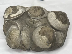Fossilized Clam Cluster in Matrix – Natural Bivalve Fossil Specimen 5.5x4x2.5” - Picture 1 of 21