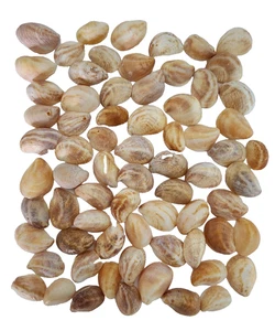🌴 60+ Slipper Shells Sanibel Island Seashells Craft Supply 3/4"–1.25" Beach Dec - Foto 1 di 2