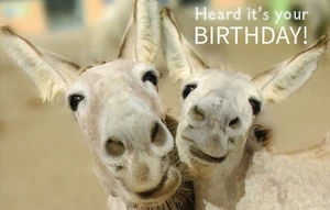 Funny HAPPY BIRTHDAY Card, Hee-Haw-Happy Donkeys by Premium Greetings + Envelope - Picture 1 of 4