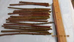 Red Maple Qty-32 unrooted cuttings for propagation root stock 6-8 inch long #SAH - Picture 1 of 10
