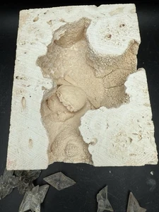 2.3” Inch Amazing Fossilized Potamon Crab In Travertine Turkey UV Reactive - Picture 1 of 9