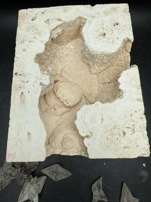 2.3” Inch Amazing Fossilized Potamon Crab In Travertine Turkey UV Reactive - Image 1 of 4