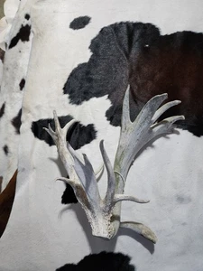 Whitetail Deer Cut off Shed Atypical Antler HUGE with many points - Picture 1 of 2