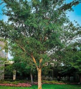 Chinese Elm Tree ( Lacebark ) - Live Plant - ( 1 QT ) - Great for Bonsai