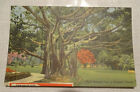 "Banyan Tree Tropical USA"1950 Vintage Ansichtskarte Postcard Stamp Aviation 6ct
