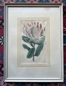 Impresión artística antigua grabado en cobre S. Curtis 1815 flor planta botánica - Imagen 1 de 11