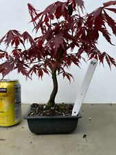 Shohin Mame Japanese Maple pre bonsai #24 Sinuous red leafed