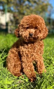 pudl dla psa - Zdjęcie 1 z 3