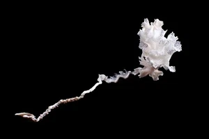 Marine Life- White Solace- 53mm - Picture 1 of 2