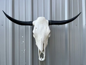 STEER SKULL 35 Inch WIDE Horns BULL HORN MOUNTED COW HEAD - Picture 1 of 3