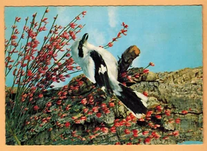 AK-Raubwürger-Grauer Griechischer Pfahl-Vögel-Vogel-Ed.Germany - Bild 1 von 2