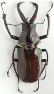Lucanidae Sphaenognathus bellicosus Colombia 53 mm - Foto 1 di 3