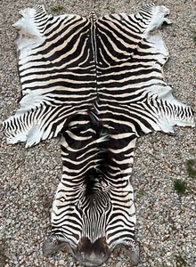 Real Zebra Hide Extra Large - Complete zebra with ears head mane and tail - Picture 1 of 9