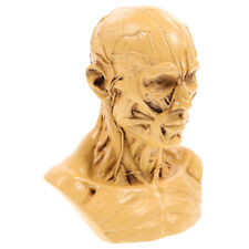  Skeleton Figurine Head Anatomy Model Half Human Statue Mold
