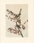 VINTAGE JOHN JAMES AUDUBON BIRD PRINT ~ TREE SPARROW