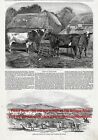 Cow Champion Shorthorns Being Sent to USA, 1850s Antique Engraving Print