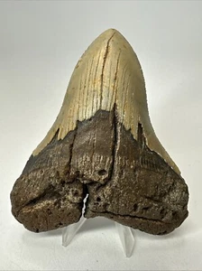 Megalodon Shark Tooth 4.77” Authentic - Natural Fossil - Rare 19122 - Picture 1 of 8