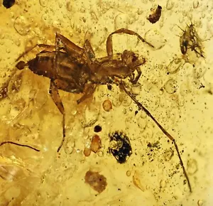 Schizomida (Short-Tailed Whip Scorpion), Fossil inclusion in Burmese Amber - Picture 1 of 3