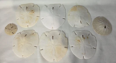 Lot of 8 White Real Arrowhead Sand Dollar Sea Shell Craft Weddings 2''-5'' - Image 1 of 4