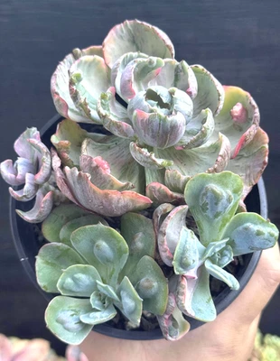 Suculentas importadas planta viva regalo raro Echeveria Raindrop y Beyoncé #A20 Foto 1 de 4