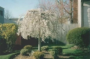 2 Weeping Cherry trees 2.5" pot - Picture 1 of 5