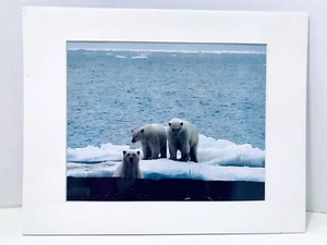 Polar Bears Photograph In The Wild By Arctic Photo By Safari Photographer 8x10 - Picture 1 of 4