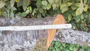 Kirschbaumholz - Bild 1 von 4