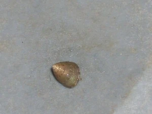 JUJUBINUS MONTAGUI UNCOMMON - Imagen 1 de 2