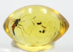 Ámbar báltico con insecto | Inclusión fósil en ámbar genuino certificado - Imagen 1 de 10