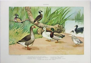 Ducks - Original 1902 Dated Stone Chromo-lithograph by Julius Bien. Antique - Picture 1 of 2