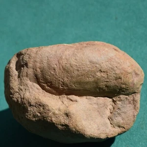 Bivalve Fossil Shell Sphenotomorpha bodenbenderi Pelecypod Clam Bolivia Devonian - Picture 1 of 12